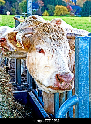 Les vaches en plein air, mâchonnant foin : Kuehe auf der Weide, heu fressend Banque D'Images