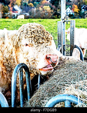 Les vaches en plein air, mâchonnant foin : Kuehe auf der Weide, heu fressend Banque D'Images