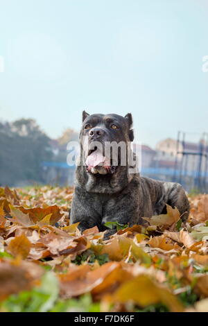 Belle Cane Corso chien couché dans les feuilles tombées dans un parc Banque D'Images