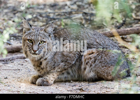 Un Lynx roux (Lynx rufus) dans le désert. Tucson, Arizona, USA. Banque D'Images