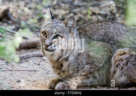 Un Lynx roux (Lynx rufus) dans le désert. Tucson, Arizona, USA. Banque D'Images