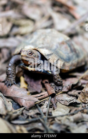 La disparition P. mouhotii (Cuora mouhotii) en captivité dans le Centre de Conservation des tortues de Cuc Phuong au Vietnam. Banque D'Images