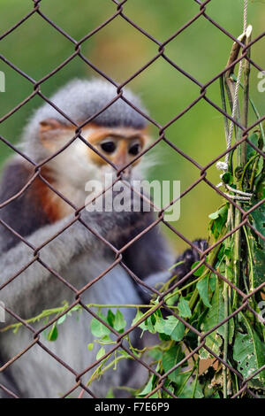 Gray-shanked douc (Pygathrix cinerea) se nourrissent de feuilles au centre de sauvetage des primates en voie de disparition, le Parc National de Cuc Phuong, Vietnam Banque D'Images