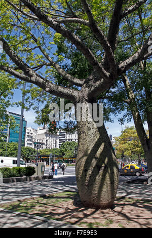 L'arbre Ceiba speciosa de soie, anciennement Chorisia speciosa, est une espèce d'arbre à feuilles caduques originaire de l'Amérique du Sud Banque D'Images