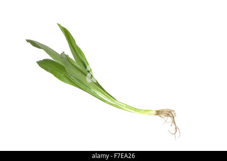 Culantro frais, coriandre longue feuille de scie Banque D'Images