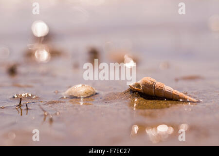 Tire-bouchon conique allongée ou un coquillage sur la plage photographié sur la mer Méditerranée, Israël Banque D'Images