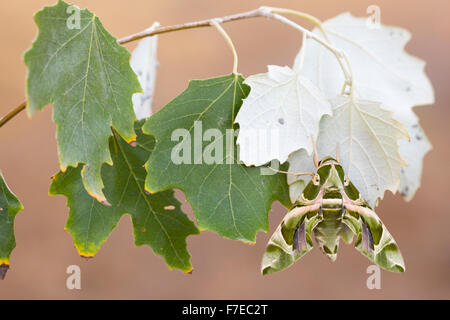 Oleander hawk moth (Daphnis nerii) avec ses ailes déployées sur une branche. Cette espèce est originaire de la Méditerranée. Photographié Banque D'Images