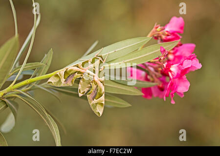 Oleander hawk moth (Daphnis nerii) avec ses ailes déployées sur une branche de laurier-rose. Cette espèce est originaire de la Méditerranée. Pho Banque D'Images