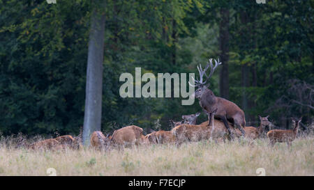 Red Deer (Cervus elaphus), le cerf en rut, l'accouplement, la Nouvelle-Zélande, le Danemark Banque D'Images