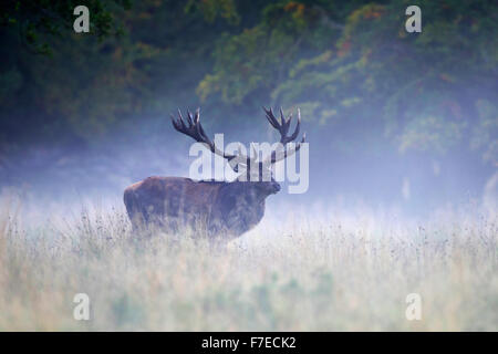 Red Deer (Cervus elaphus), Old Royal Stag sur l'orniérage pré dans le brouillard, la Nouvelle-Zélande, le Danemark Banque D'Images