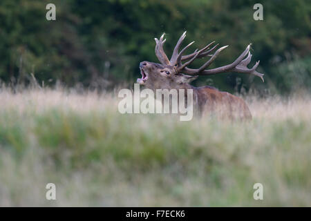 Red Deer (Cervus elaphus), Royal Stag rugissant, la Nouvelle-Zélande, le Danemark Banque D'Images