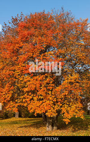 Quercus palustris suédoise (Sorbus intermedia) avec des feuilles de couleur d'automne, Parc, Erfurt, Thuringe, Allemagne Banque D'Images