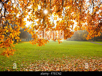 Quercus palustris suédoise (Sorbus intermedia) en automne, les feuilles illuminées, Parc, Erfurt, Thuringe, Allemagne Banque D'Images