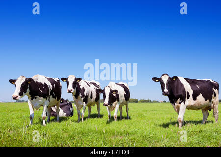 Les vaches noires et blanches dans les champs sur une journée ensoleillée dans les Pays-Bas. Banque D'Images
