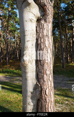 D'arbres noueux, hêtre européen (Fagus sylvatica) et le pin sylvestre (Pinus sylvestris), Darß forêt par la mer Baltique, né auf dem Banque D'Images