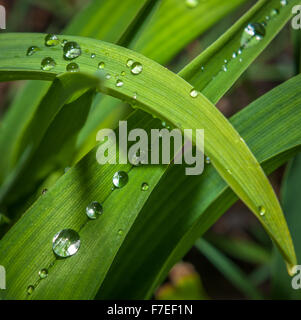 Gouttelettes sur l'herbe, l'accent très peu profonds. Banque D'Images