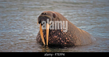 Le morse (Odobenus rosmarus) dans l'eau, de l'Arctique, Spitzberg, Norvège Banque D'Images