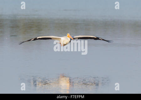 Pélican blanc (Pelecanus erythrorhynchos) en vol au dessus de l'eau, JN 'Ding' Darling National Wildlife Refuge Banque D'Images