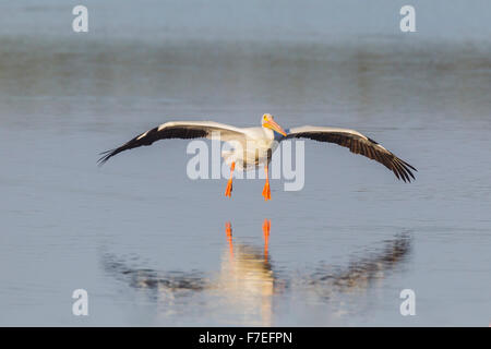 Pélican blanc (Pelecanus erythrorhynchos) en vol au dessus de l'eau, JN 'Ding' Darling National Wildlife Refuge Banque D'Images