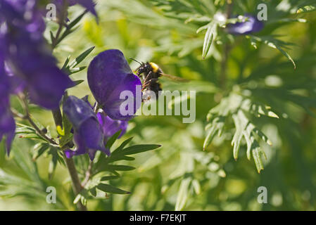 Fleurs insectes abeille Garden Holyhead Anglesey au nord du Pays de Galles UK blue Banque D'Images