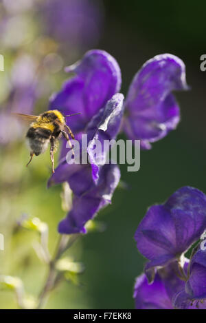 Fleurs insectes abeille Garden Holyhead Anglesey au nord du Pays de Galles UK Banque D'Images