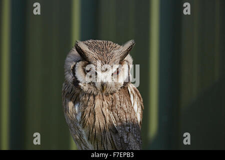 Blanc en captivité face scops owl,Ptilopsis leucotis,avec un fond vert. Banque D'Images