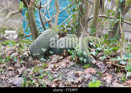 Les algues et mousses pneus de voiture couverte de lierre et sous-évaluées chez les feuilles tombées dans la haie sur un chemin de campagne Banque D'Images