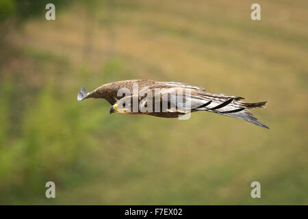 L'aigle royal, Aquila chrysaetos, en vol alors que la chasse pour une proie. Banque D'Images