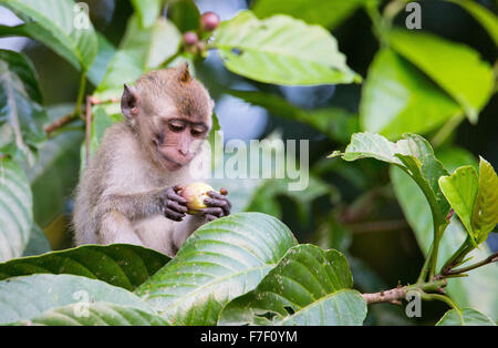 Les jeunes macaques à longue queue (Macaca fascicularis), la rivière Kinabatangan, Sabah, Malaisie Banque D'Images