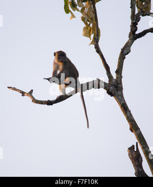 Macaque à longue queue (Macaca fascicularis), assis en haut d'un arbre le long de la rivière Kinabatangan, Sabah, Malaisie Banque D'Images