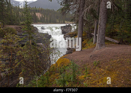 Athabasca Falls, une cascade dans le Parc National Jasper sur la partie supérieure de la rivière Athabasca en Alberta, Canada Banque D'Images