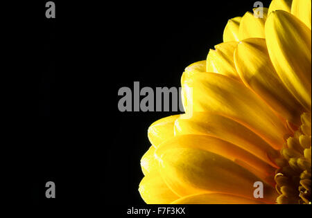 Macro unique close-up d'un Gerbera Jaune fleur en pleine floraison avec des pétales et des étamines. Banque D'Images