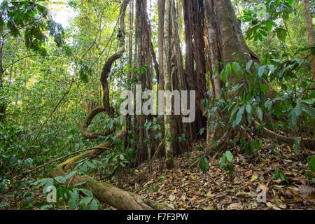 Strangler fig en forêt tropicale humide, Danum Valley, Sabah, Malaisie Banque D'Images