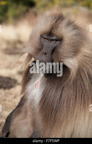 Un babouin gelada mâle Banque D'Images