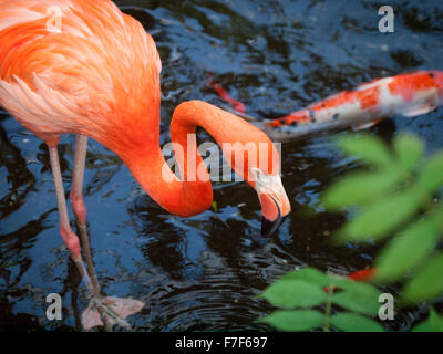 Un Américain (Flamingo Flamingo des Caraïbes) en captivité au Victoria Butterfly Gardens, près de Victoria, Canada. Banque D'Images
