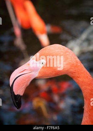 Un Américain (Flamingo Flamingo des Caraïbes) en captivité au Victoria Butterfly Gardens, près de Victoria, Canada. Banque D'Images