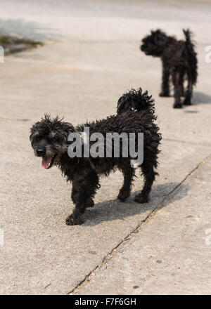 Chien bâtard caniche noir shaggy Banque D'Images