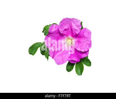 Rock rose rose libre avec pistils, pétales et feuilles vert isolé sur blanc. Banque D'Images