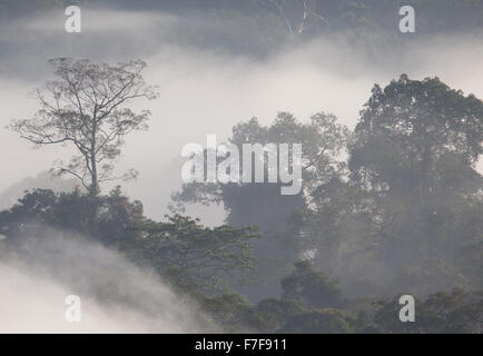 L'augmentation de la brume à l'aube sur Danum Valley, Sabah, Malaisie Banque D'Images