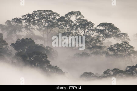 L'augmentation de la brume à l'aube sur Danum Valley, Sabah, Malaisie Banque D'Images