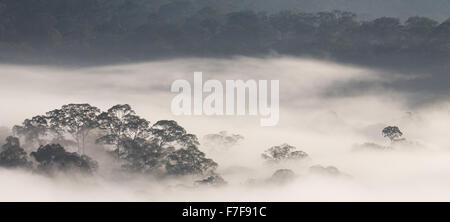 L'augmentation de la brume à l'aube sur Danum Valley, Sabah, Malaisie Banque D'Images