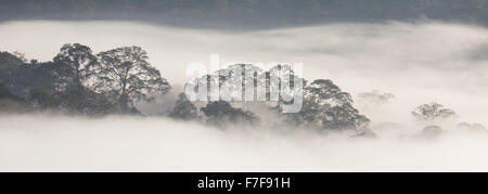 L'augmentation de la brume à l'aube sur Danum Valley, Sabah, Malaisie Banque D'Images