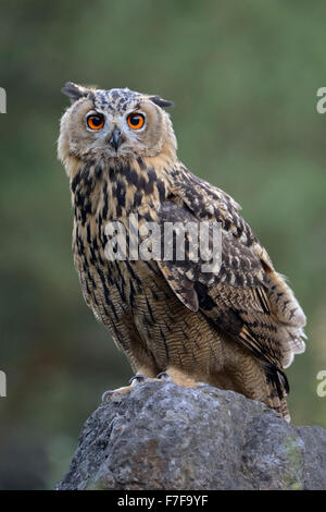 Attentif Looking Northern Eagle Owl / Europäischer Uhu ( Bubo bubo ) est assis sur une pierre, ses yeux oranges grands ouverts, la faune, l'Europe. Banque D'Images