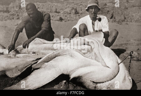 Frederick Albert Mitchell-Hedges, alias Mike Hedges, 1882 - 1959. Aventurier anglais, voyageur et écrivain. Vu ici dans les années 1920, avec un gigantesque requin nez pelle qu'il a capturés au large de la baie de Panama. Banque D'Images