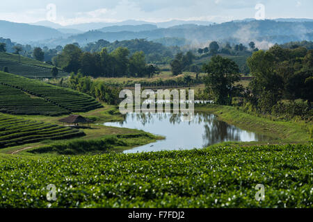 Chuifong plantation de thé dans la province de Chiang Rai, Thaïlande Banque D'Images