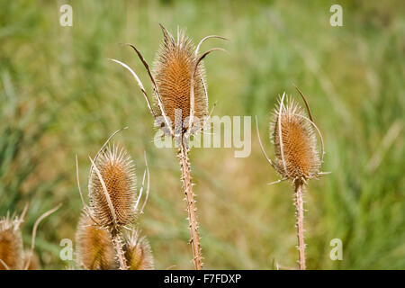 Capitule cardère (Dipsacus fullonum) Banque D'Images