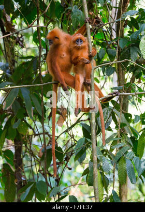 Singe écureuil (feuille rouge rubicunda) également connu sous le nom de la vallée de Danum, Langur marron, Sabah, Malaisie Banque D'Images