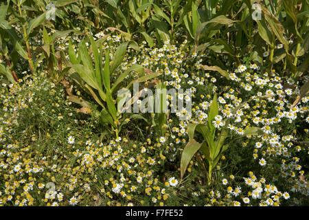 Camomille matricaire inodore, Tripleurospermum, imodorum la floraison dans une récolte de maïs à maturation, Berkshire, Septembre Banque D'Images