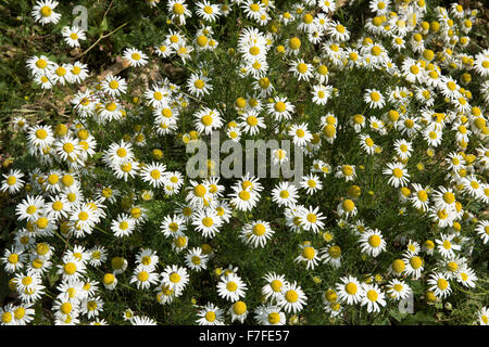 Camomille matricaire inodore, Tripleurospermum imodorum, la floraison, Berkshire, Septembre Banque D'Images