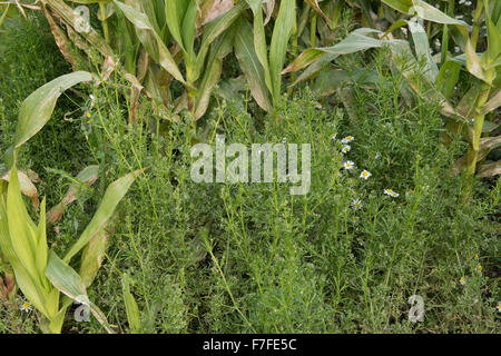 Gaillet, Galium aparine, plantule et floraison dans une récolte de maïs à maturation, Berkshire, Septembre Banque D'Images